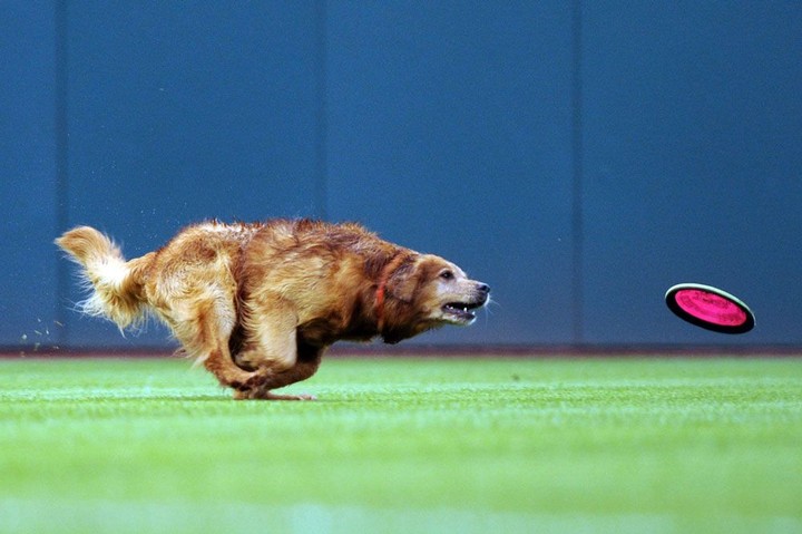 Pes si ukradol šou a stal sa najlepším hráčom zápasu